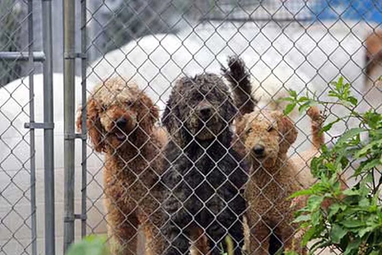 Hundreds of dogs were rescued by SPCA agents during a raid on a puppy mill in Lehigh County on Wednesday. (David Swanson/Staff Photographer)