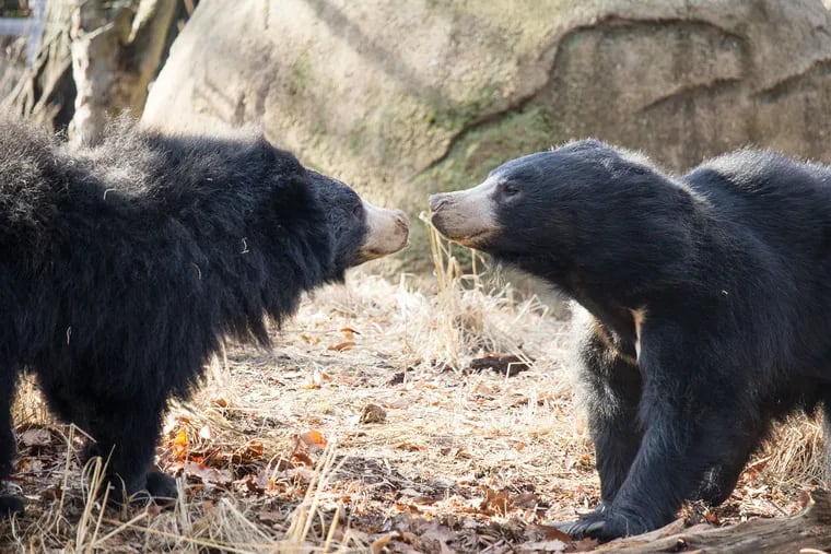 Above are Kayla, the mother to the Philadelphia Zoo's newest sloth bear, and Bhalu, the (sort of absentee) father. Oh, Bhalu. The cub was the first sloth bear to be born at the Philadelphia Zoo in more than two decades.