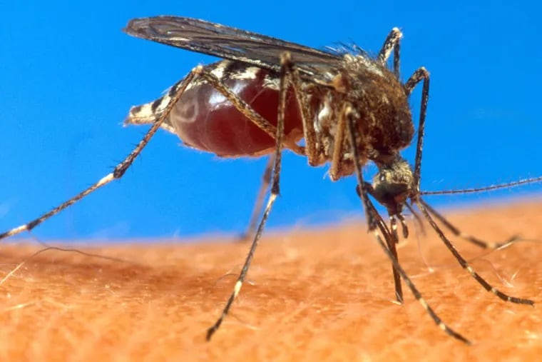 Mosquitos can become infected with the virus that causes eastern equine encephalitis from birds.