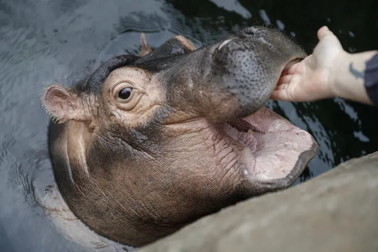 Fiona the baby hippopotamus has her gums rubbed by a zookeeper at the Cincinnati Zoo & Botanical Garden, Wednesday, Jan. 10, 2018.  Fiona turned 1 on Wednesday, Jan. 24, 2018.