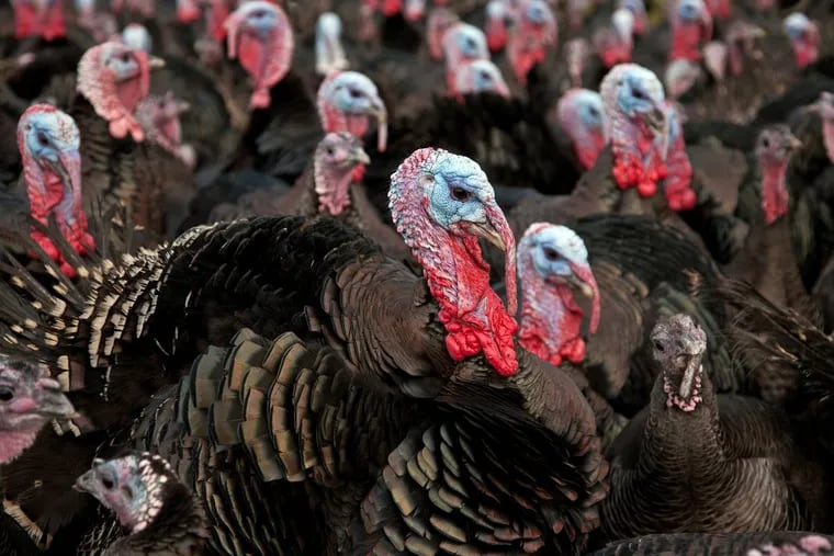 No shortage of turkeys in Pa. politics. (Dreamstime)