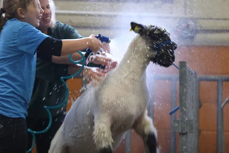 Kelsey Dobbin, left, 11, and her mother, Jenn, of Halifax, Pa., try to wash Grande, a Hampshire Market lamb, at the 100th annual Pennsylvania Farm Show in Harrisburg, Pa. on January 9, 2016.