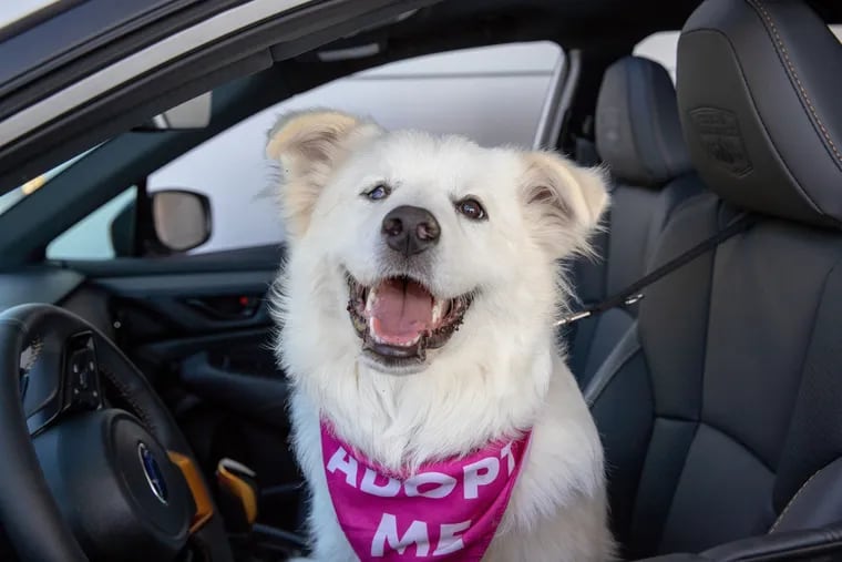 Chelsea, a 9-month-old Great Pyrenees rescue puppy, received spine and pelvic surgery on Dec. 7, 2023, with a team of veterinary and human medicine surgeons. The hope is the operation will alleviate her pain and clear the way for her to be adopted. Her longtime pain, however, still hasn't diminished her spirit.