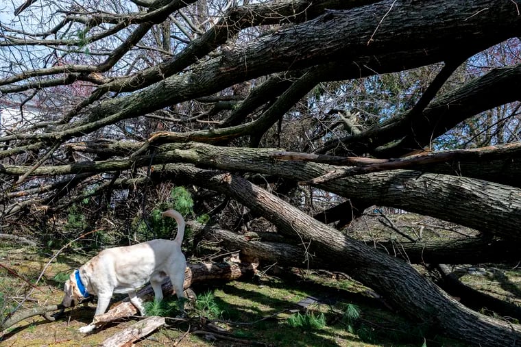 Ranger, a yellow lab, surveys the downed trees in the backyard of his home with Bill Thompson on Wynwood Drive In Cinnaminson after the April 1 tornadoes. The weather service advises that tornado warnings on Twitter might be delayed.