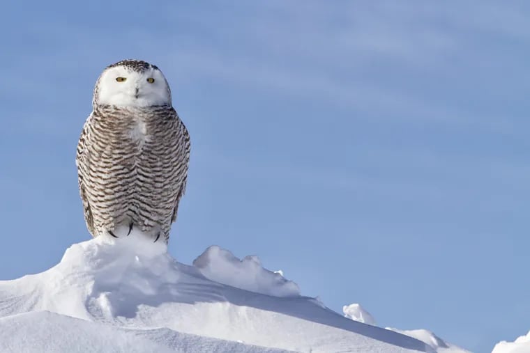 A snowy owl perched on top of a snow drift in Minnesota.