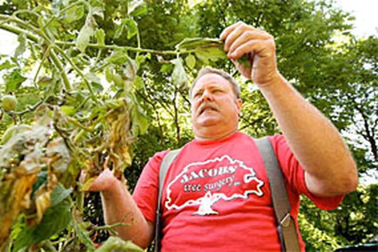 When Warren Jacobs, a Montco gardener with 80 plants, found late blight, “I freaked out.” The disease can destroy commercial and home tomato and potato crops. It hasn’t spread yet. (Michael Bryant / Staff Photographer)