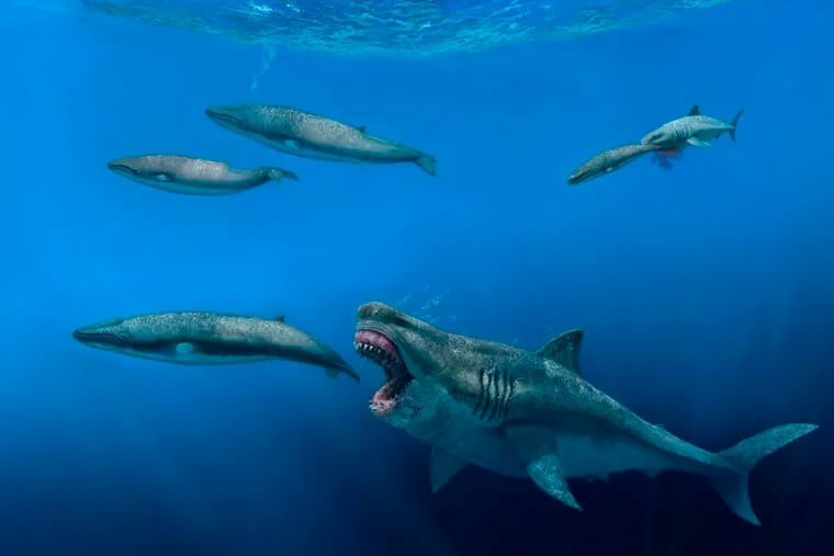 Megalodons, ancient sharks larger than a school bus, once roamed the seas and feasted on huge meals, study says