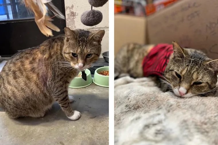 Leo is a former stray living at the Home Depot in Mount Laurel, where employees take care of him. A customer's videos of Leo uploaded to the TikTok account @cat_dad_2020 have been viewed over 23 million times.