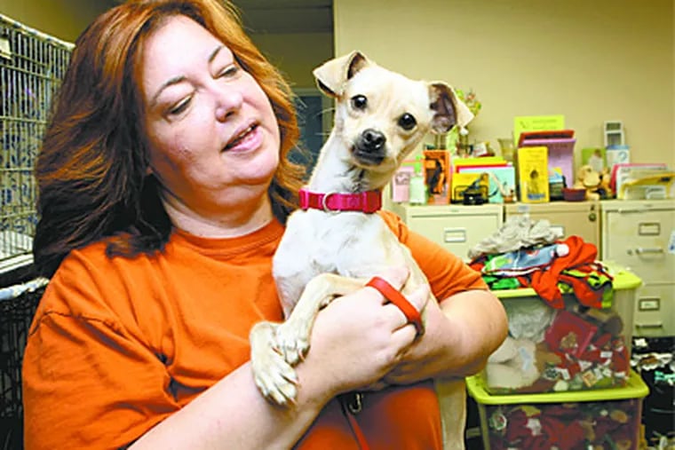 Nancy Welsh, director at Almost Home Animal Shelter, holds Autumn, a Chihuahua mix, at the shelter on Monday. (LAURENCE KESTERSON / Staff)