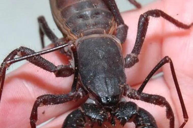 A vinegarroon, also known as a whip scorpion. More than 50 species of live insects will be on display at Bug Fest.