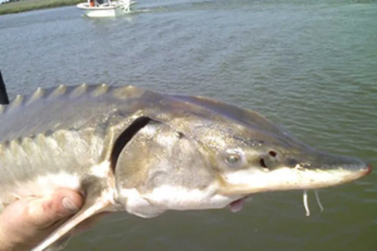 Looks aside, the Atlantic Sturgeon is pretty attractive. Largely unchanged from dinosaur days, it has been pushed to the brink of extinction. A survey under way in the Delaware Bay hopes to explain its decline.
