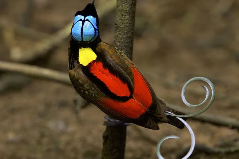 A Wilson's bird of paradise from the National Geographic exhibit of bird photography.