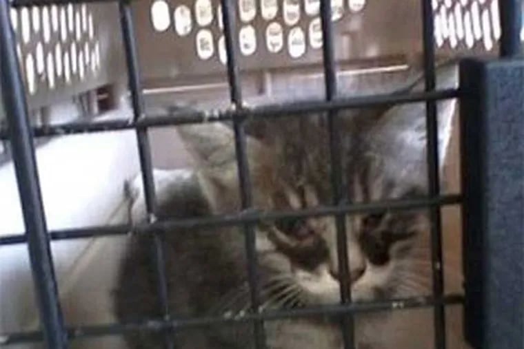 The young tabby was found in a book drop at the La Mott Community Center in Cheltenham Township. (La Mott Community Center / NBC10)