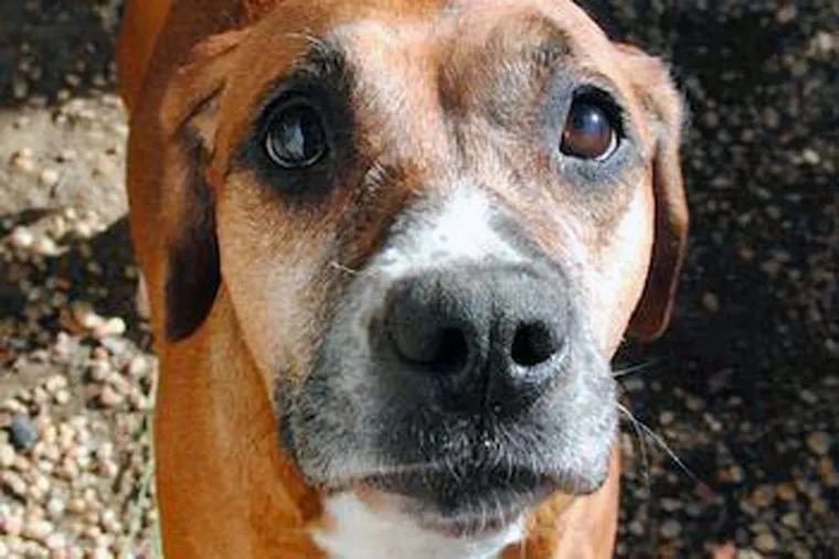Daisy, a 4-to-6-year-old hound mix at the Philadelphia Animal Welfare Society.