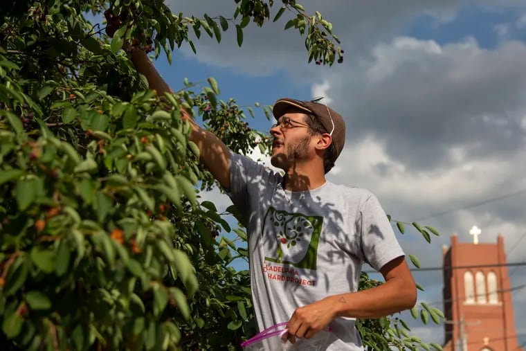 Michael Muehlbauer, of the Philadelphia Orchard Project, holds out serviceberries that he picked from the bushes in front of the South Philadelphia Older Adult Center on Thursday, June 06, 2019. It's Juneberry harvest season in the city, and the Philadelphia Orchard Project is one of several organizations throughout the city that helps grow and maintain orchards.