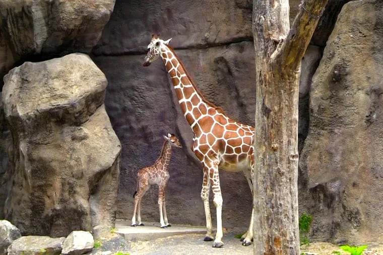 Beau, a baby giraffe at the Philadelphia Zoo, makes his public debut with his mother, Stella, on Tuesday, June 19, 2018. Beau was born Sunday.