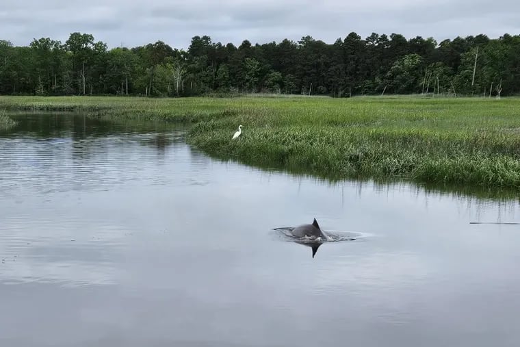 A bottlenose dolphin has been stuck in a coastal creek in Cape May County for several days.