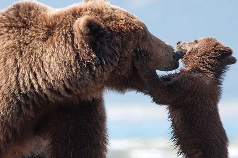 Mama bear Sky snuggles with her cub Scout in Disneynature's &quot;Bears.&quot; (Adam Chapman/Disney)