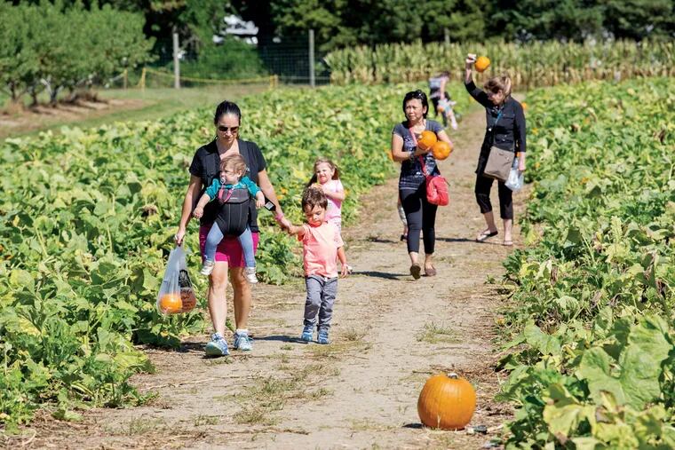 Claudia Saia carries daughter Sophia, while son Hudson walks with her in the pumpkin patch at Johnson’s Farm in Medford.