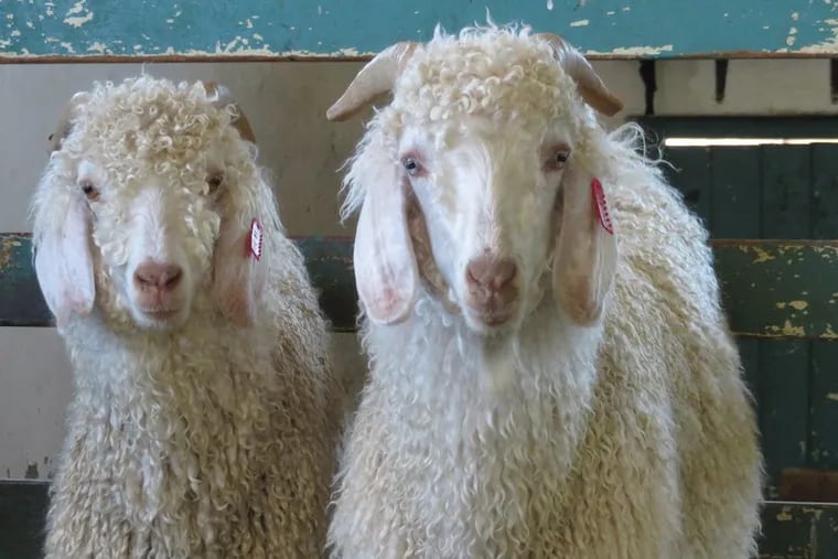 Angora goats are bred primarily for their soft inner coats, which are generally shorn twice a year, beginning when they are as young as 6 months old.