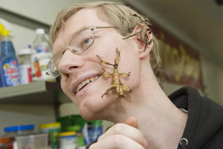 Wlodek Lapkiewicz, the Insectarium’s Living Colonies director, lets a pair of Australian stick insects, among the museum’s new species, do a little exploring.