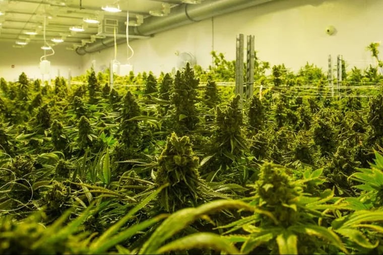 Marijuana is shown growing at a Cresco Labs plant in Illinois. The firm reports that pain is the biggest reason people are buying products in Pennsylvania.