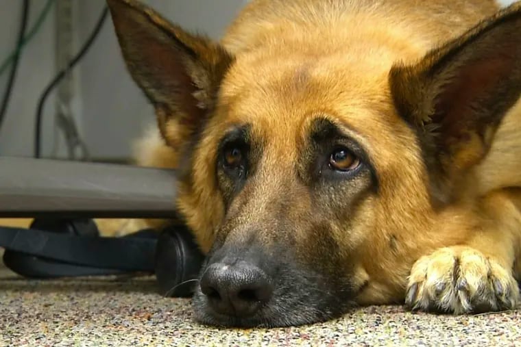 FILE - This Feb. 18, 2014 shows Lexy, a therapy dog at Fort Bragg, N.C. A study released on Monday, June 17, 2019, suggests that over thousands of years of dog domestication, people preferred dogs that could pull off the ”puppy dog" eyes look. And that encouraged the evolution of the facial muscle behind it, researchers propose.