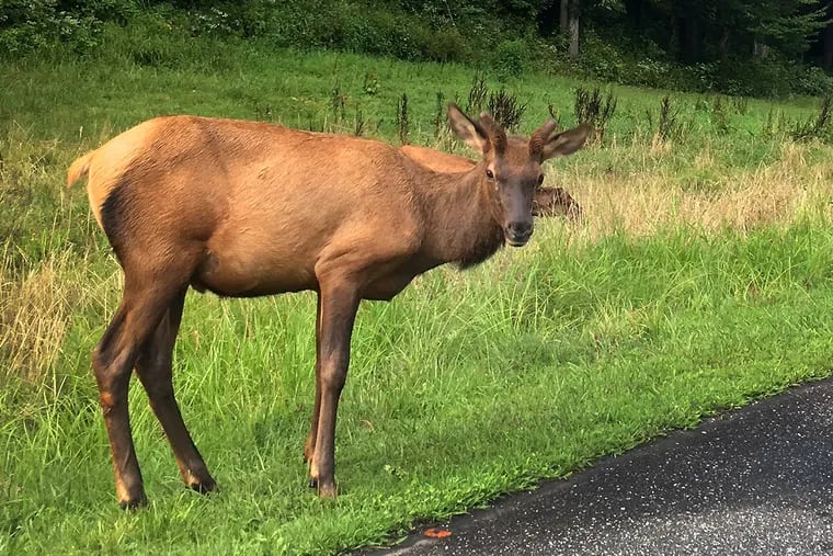 From a paved road that runs through the Big Cataloochee Valley, you can see a herd of elk that scientists successfully reintroduced to Great Smoky Mountains National Park in 2001.