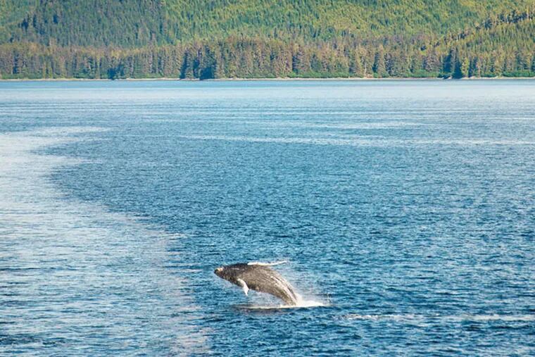 A humpback whale breaches near an Alaska Marine Highway ferry outside Juneau. Hardy riders can sleep in tents as they cruise the coast. Illustrates ALASKA-FERRY (category t), by Andrea Sachs © 2014, The Washington Post. Moved Tuesday, Sept. 23, 2014. (MUST CREDIT: Washington Post photo by Linda Davidson.)