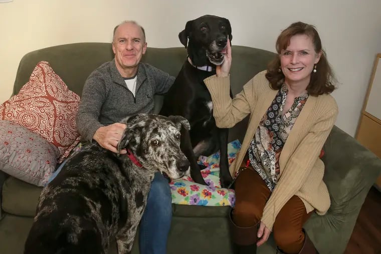 Nancy Kenny and her ex-husband, Steve, amicably share custody of dogs Doodle (on the floor) and Tess (center), shown here at Nancy's home in Moorestown, N.J.