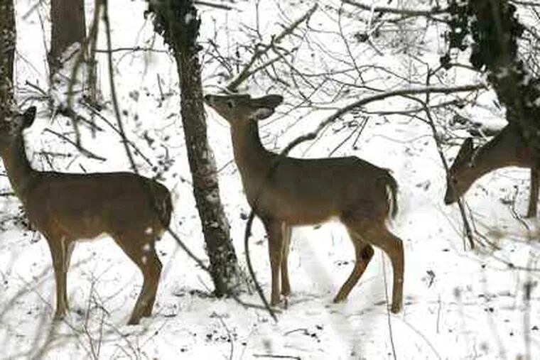 A group of deer forage for food in a snow-covered forest in Wallingford, Del. County. The Pennsylvania Board of Game Commissioners has given preliminary approval to opening the firearms hunting season for deer on a Saturday rather than a Monday.