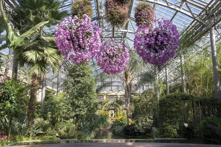 Orchids of every color brighten up Longwood Gardens' indoor Conservatory during the annual Orchid Extravaganza.