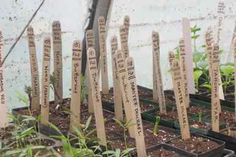 Some of Weaver's planted flats of heritage seeds at Roughwood, his Devon manse.