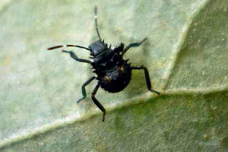 When immature, stinkbugs look like ticks and don't fly.