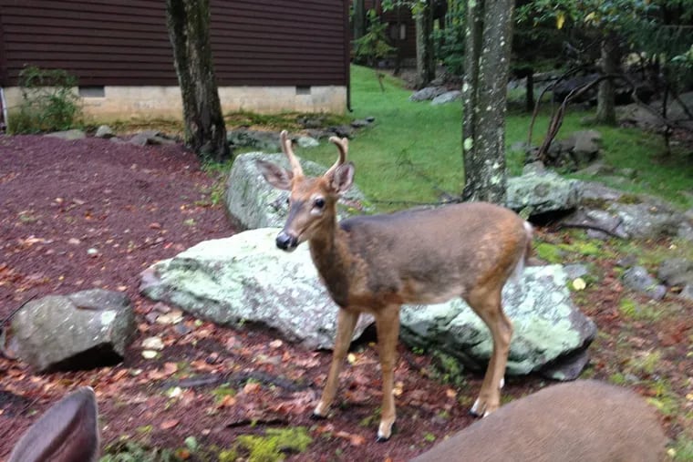 A white-tailed deer in Pennsylvania.