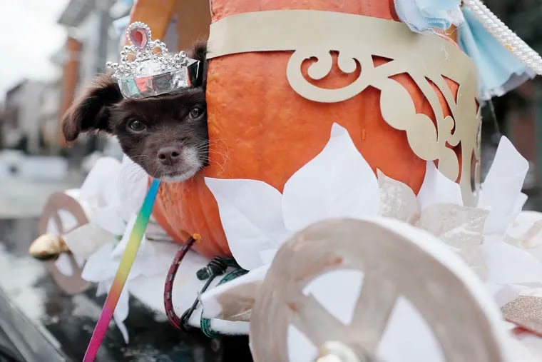 Dutchess, dressed as Cinderella, won best of show at the 2021 Hound-O-Ween and Fall Fest, sponsored by Street Tails Animal Rescue in the Northern Liberties. Piggyback Treats, a seller of healthy, sustainable pet food products, donates prizes for winners.