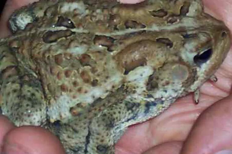 Visit a toad at the Friends of Wissahickon &quot;Day in the Park.&quot;