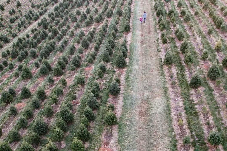 People shop and cut down their own Christmas tree at Yeager's Farm in Phoenixville, Pa. on Friday, Dec. 2, 2022.