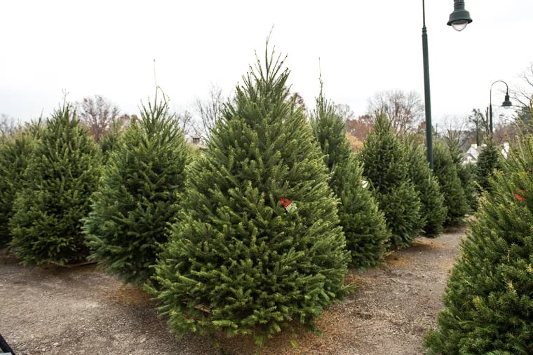 The Philadelphia region is home to dozens of Christmas tree farms and lots.