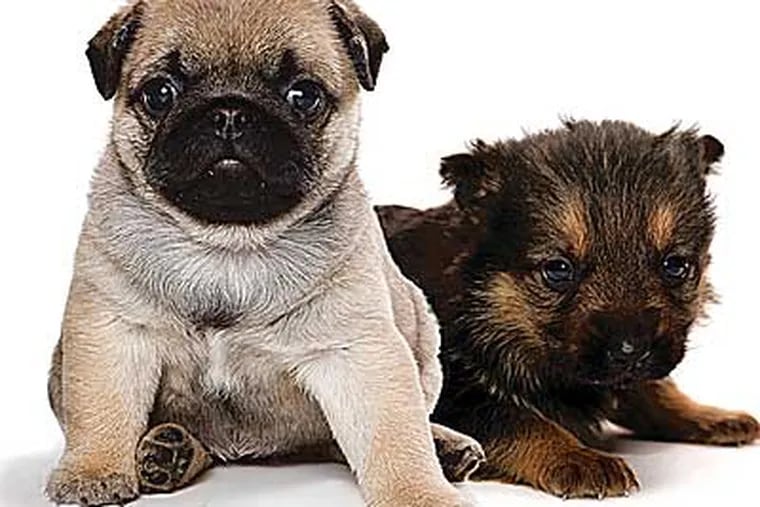A pug (left) and a Maltipom, examples of the breeds that were stolen from a pet shop.