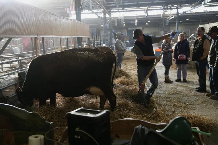 Jared Wetzel of Lancaster, Pa., spreads straw for cows at the 102nd Pennsylvania Farm Show in Harrisburg on Tuesday, Jan. 9, 2018.