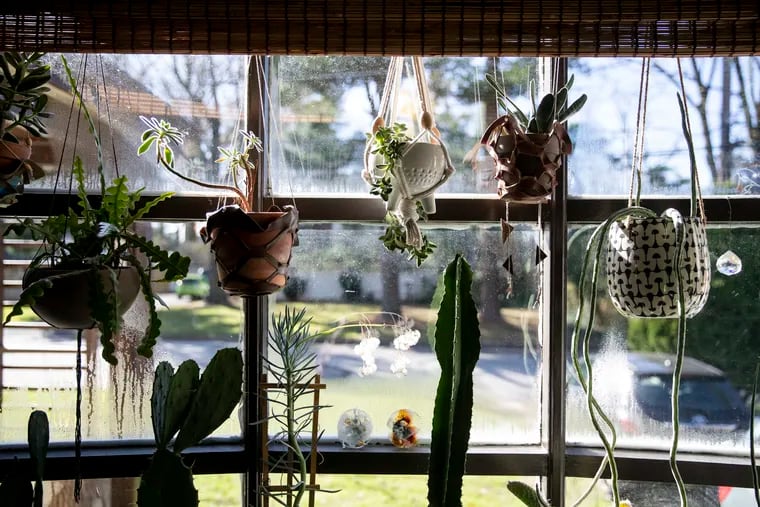 Plants fill the front window at Christie Sommers' home in Wyndmoor. Her indoor houseplant garden was recognized as a Garden of Distinction last year by the Pennsylvania Horticultural Society.