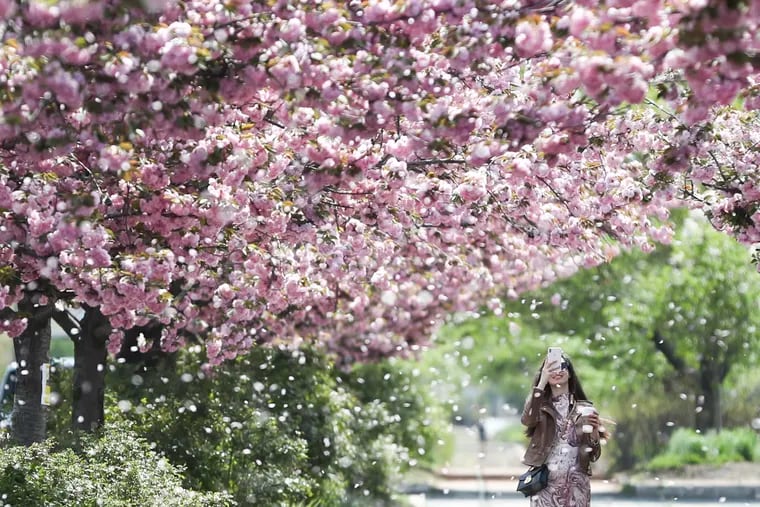 Iryna Shmanenko, 30, of Center City, records as the wind blows cherry blossoms on Delaware Avenue by Race Street in Philadelphia on Tuesday. The wind is due to die, but frost is possible Friday.