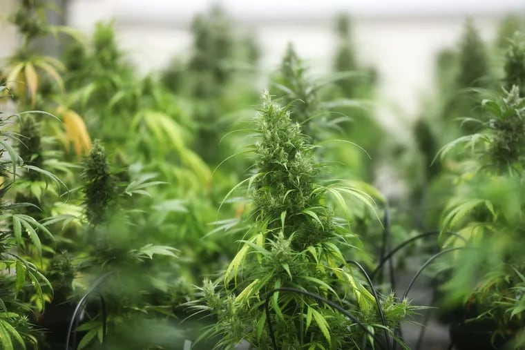 Industrial hemp plants are required to contain only trace amounts of THC. The New Jersey Department of Agriculture on Jan. 10, 2020 posted applications to grow and process the crop in the Garden State.