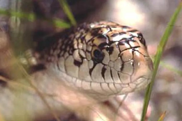 The Northern pine snake (Pituophis melanoleucus melanoleucus) is a threatened species in New Jersey. (Photo: NJ division of Fish & Wildlife)