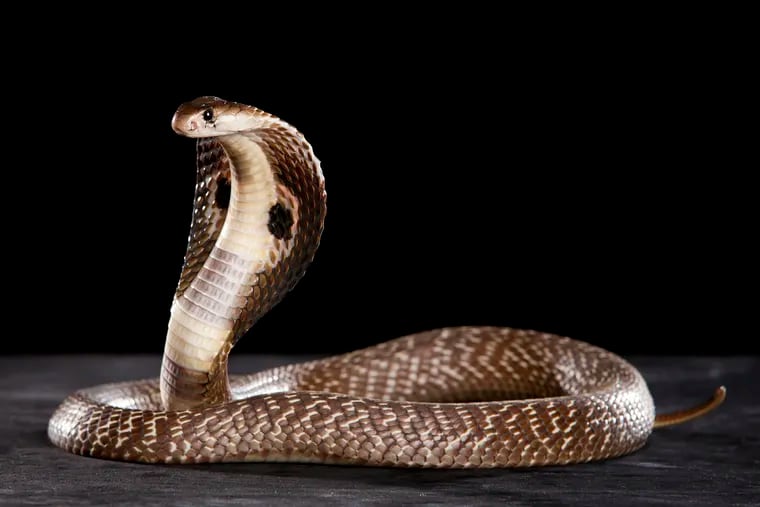 A cobra.
