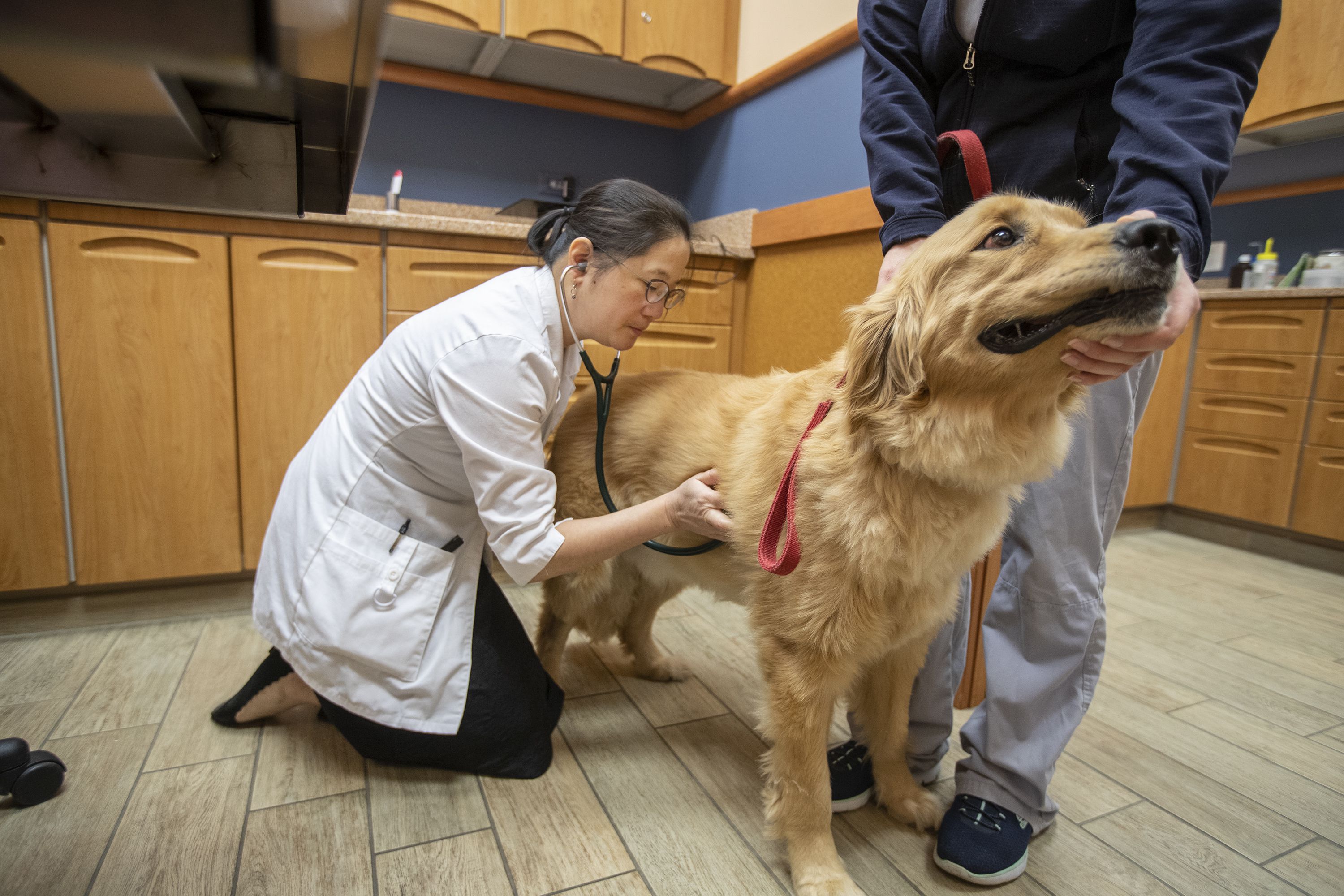 Veterinarians are dying by suicide at high rates, beset by stress, death,  and debt