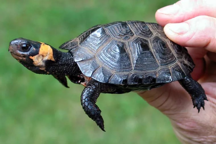 A young bog turtle seen in June 2005. While all turtles can carry Salmonella, a nationwide outbreak has been linked to small pet turtles, including some cases in Philadelphia.