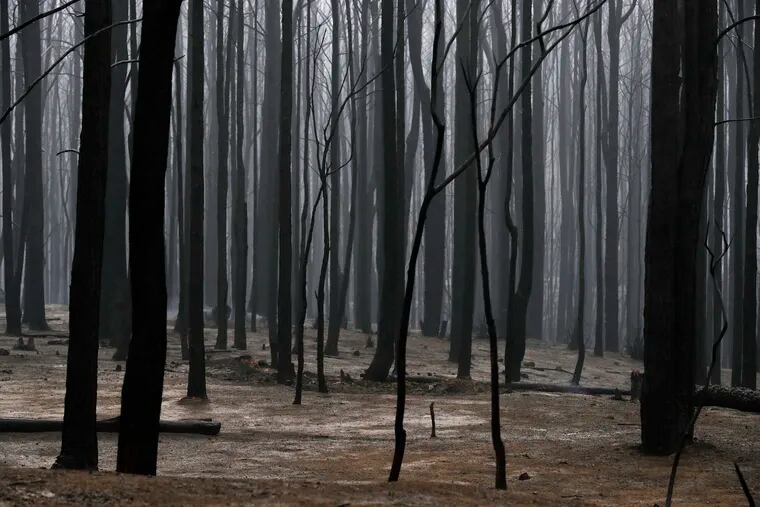 Blackened trees poke through the scorched ground after a wildfire ripped through near Kangaroo Valley, Australia, Sunday, Jan. 5, 2020. The deadly wildfires, which have been raging since September, have already burned about 12.35 million acres of land and destroyed more than 1,500 homes.