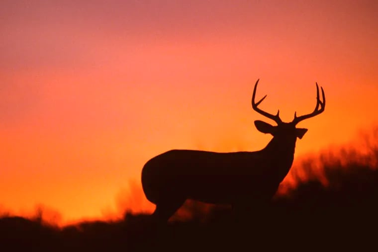 A white-tailed buck silhouetted against a sunset. Officials in Elk County say about two dozen have jumped to their death from an overpass there. (Dreamstime/TNS)